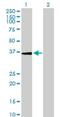 Ubiquitin Specific Peptidase 24 antibody, H00023358-B01P, Novus Biologicals, Western Blot image 