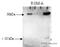 Repulsive Guidance Molecule BMP Co-Receptor A antibody, ab26287, Abcam, Western Blot image 