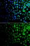 Ubiquitin Like Modifier Activating Enzyme 6 antibody, GTX65920, GeneTex, Immunofluorescence image 