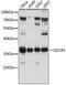 Cell Division Cycle Associated 5 antibody, A05043, Boster Biological Technology, Western Blot image 