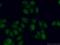Adenosine Deaminase TRNA Specific 1 antibody, 15482-1-AP, Proteintech Group, Immunofluorescence image 