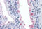 Rhotekin antibody, MBS245704, MyBioSource, Immunohistochemistry frozen image 