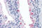 RTKN antibody, MBS245704, MyBioSource, Immunohistochemistry frozen image 