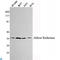 Aldose reductase antibody, LS-C812879, Lifespan Biosciences, Western Blot image 