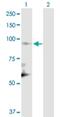 Cullin 1 antibody, H00008454-D01P, Novus Biologicals, Western Blot image 