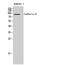 Cadherin 8 antibody, STJ91968, St John