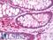 Glycogen Synthase Kinase 3 Alpha antibody, LS-B10711, Lifespan Biosciences, Immunohistochemistry frozen image 