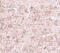Zinc Finger And BTB Domain Containing 1 antibody, 4951, ProSci, Immunohistochemistry frozen image 