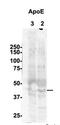 Apolipoprotein E antibody, orb333723, Biorbyt, Western Blot image 
