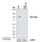 PPARG Coactivator 1 Alpha antibody, NBP1-04676, Novus Biologicals, Western Blot image 