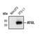 Patatin Like Phospholipase Domain Containing 2 antibody, MA5-14990, Invitrogen Antibodies, Western Blot image 