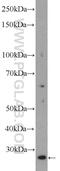 TATA-Box Binding Protein Associated Factor 11 antibody, 16114-1-AP, Proteintech Group, Western Blot image 
