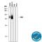 CD2 Molecule antibody, AF1856, R&D Systems, Western Blot image 