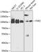 FMR1 Autosomal Homolog 2 antibody, 15-367, ProSci, Western Blot image 