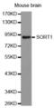 Sortilin 1 antibody, abx003018, Abbexa, Western Blot image 