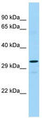 Trace Amine Associated Receptor 2 (Gene/Pseudogene) antibody, TA331363, Origene, Western Blot image 