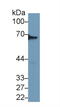 Dihydropyrimidinase Like 3 antibody, MBS2025952, MyBioSource, Western Blot image 