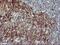 Interleukin 1 Alpha antibody, NBP2-45400, Novus Biologicals, Immunohistochemistry frozen image 