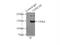 FA Complementation Group D2 antibody, 24006-1-AP, Proteintech Group, Immunoprecipitation image 