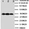 Fas Associated Via Death Domain antibody, orb27648, Biorbyt, Western Blot image 