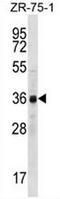 Cyclin-Y-like protein 2 antibody, AP50824PU-N, Origene, Western Blot image 