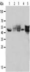 Keratin 19 antibody, CSB-PA165755, Cusabio, Western Blot image 
