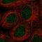 Galactosidase Beta 1 Like 2 antibody, HPA059955, Atlas Antibodies, Immunofluorescence image 