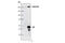 Dedicator Of Cytokinesis 1 antibody, 4846S, Cell Signaling Technology, Immunoprecipitation image 