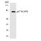 Mitogen-Activated Protein Kinase 6 antibody, LS-C200455, Lifespan Biosciences, Western Blot image 