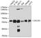 Cell Division Cycle 25C antibody, 13-481, ProSci, Western Blot image 