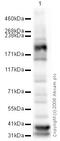 DNA Methyltransferase 1 antibody, ab19905, Abcam, Western Blot image 