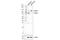 LIM Domain And Actin Binding 1 antibody, 50311S, Cell Signaling Technology, Western Blot image 