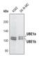 Ubiquitin Like Modifier Activating Enzyme 1 antibody, PA5-17274, Invitrogen Antibodies, Western Blot image 