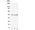 Gap Junction Protein Alpha 1 antibody, R30200, NSJ Bioreagents, Western Blot image 