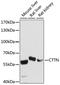 Cortactin antibody, 15-851, ProSci, Western Blot image 
