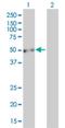 Enah/Vasp-Like antibody, H00051466-M01, Novus Biologicals, Western Blot image 