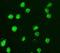 Histone H3 antibody, TA354729, Origene, Immunofluorescence image 