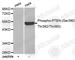 Phosphatase And Tensin Homolog antibody, AP0141, ABclonal Technology, Western Blot image 