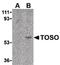 Fc Fragment Of IgM Receptor antibody, LS-B1353, Lifespan Biosciences, Western Blot image 