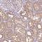 Alcohol Dehydrogenase 5 (Class III), Chi Polypeptide antibody, NBP2-49350, Novus Biologicals, Immunohistochemistry frozen image 