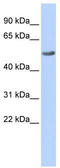 Regulator Of G Protein Signaling 6 antibody, TA334726, Origene, Western Blot image 