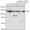 Importin 11 antibody, A14680, ABclonal Technology, Western Blot image 