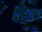 GLE1 RNA Export Mediator antibody, 26466-1-AP, Proteintech Group, Immunofluorescence image 