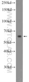 MANSC Domain Containing 1 antibody, 25586-1-AP, Proteintech Group, Western Blot image 