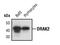 Serine/Threonine Kinase 17b antibody, MA5-15020, Invitrogen Antibodies, Western Blot image 