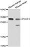 Polycomb group RING finger protein 3 antibody, LS-C349160, Lifespan Biosciences, Western Blot image 