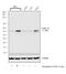 Cyclin A2 antibody, MA1-154, Invitrogen Antibodies, Western Blot image 