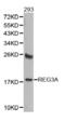 Regenerating Family Member 3 Alpha antibody, abx001713, Abbexa, Western Blot image 