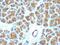 Milk Fat Globule-EGF Factor 8 Protein antibody, NBP2-48261, Novus Biologicals, Immunohistochemistry paraffin image 
