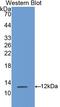 S100 Calcium Binding Protein A8 antibody, LS-C300840, Lifespan Biosciences, Western Blot image 